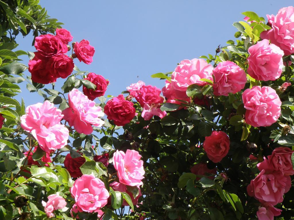 Casnate Con Bernate B&B Villa Mirella מראה חיצוני תמונה